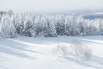 Wall Mural - winter landscape snow covered trees and field
