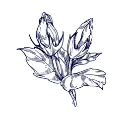 Poster - Hibiscus flowers. Botanical vintage drawing of floral plant, unblown buds. Detailed outlined engraved blooms with leaf. Hand-drawn retro etched vector illustration isolated on white background
