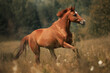 Red horse gallop