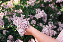 Close Up Of Woman's Hand Holding A Bloom Of A Flowering Lilac Shrub.