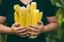 Woman  Holding Freshly Picked Corn On The Cob From The Garden