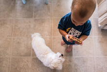 Toddler Boy Holding Sandwich In Kitchen While Small Dog Looks At Him