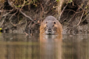 Wall Mural - Coypu (Myocastor coypus) in the nature habitat. nutria sitting in the water.