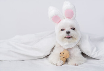 Aufkleber - Funny Maltese puppy wearing easter rabbits ears lies with  painted egg on a bed under warm white blanket at home. Empty space for text