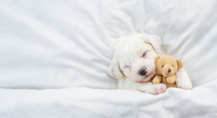 Sticker - Tiny Bichon Frise puppy sleeps under  white blanket on a bed at home. Top down view. Empty space for text