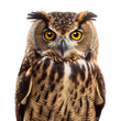 owl face shot isolated on transparent background cutout