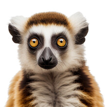 Lemur Face Shot Isolated On Transparent Background Cutout