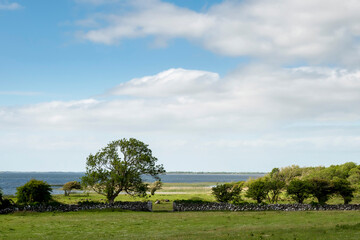 Wall Mural - stone fences and trees in a field by a lake, rural irish landscape. cloudy sky. west of ireland. cou