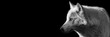 © AB Photography - Template of a black wolf with a black background