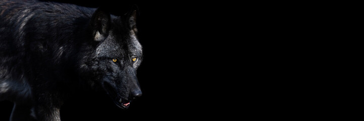 Leinwandbilder - Template of a black wolf with a black background