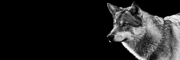 Canvas Print - portrait of a grey wolf with a black background