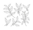 Hand-drawn line illustration set of coffee tree branches. Coffee beans.