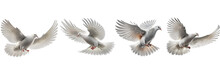 White Doves Collection On Transparent Background , Ai Generated