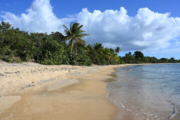 Beach with palm trees...