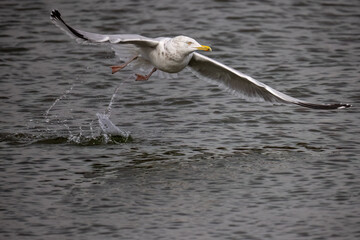 Poster - The herring gull (Larus argentatus) in flight