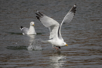 Sticker - The herring gull (Larus argentatus) in flight