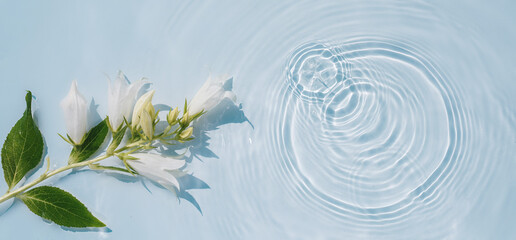 Wall Mural - Banner with blooming spring flowers on a background of transparent water