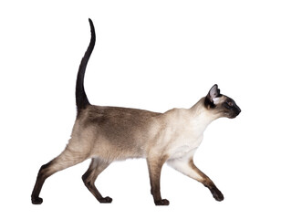 Wall Mural - Young adult seal point Siamese cat, walking side ways. Looking straight ahead showing profile with mesmerizing blue eyes. Isolated cutout on transparent background. Tail fierce in air.