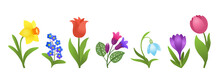 Cartoon Spring Flowers Isolated On White Background. Bright Floral Design. Early Springtime Flower Bloom. Crocus, Snowdrop, Daffodil, Tulips, Forget-me-nots, Pulmonaria. Vivid Colorful Plant Clip Art.