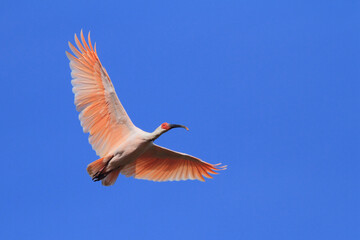 the crested ibis (nipponia nippon), in shaanxi province, china; blue sky background