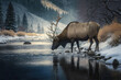 Elk Stock Photo, Wildlife Photography