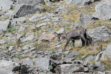 Wall Mural - Summer in the Alps, portrait of Chamois female (Rupicapra rupicapra)