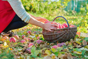 Poster - Woman's hands picking ripe red organic apples in basket in autumn garden.