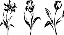 Narcissus, Iris, And Tulip Flowers. Set Of Black Silhouettes Of Flowers Isolated On A White Background. Vector Illustration