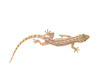 A little gecko or lizard with transparent background