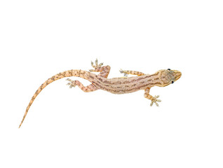 A little gecko or lizard with transparent background