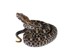 Snake Without Background Or Transparent Background