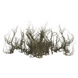 3d render isolated briar thorn patch