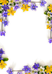Wall Mural - violet blue flowers hepatica, white and yellow flowers anemone on a white background with space for 