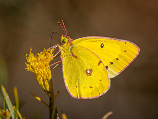 Wall Mural - Orange Sulphur Butterfly Nectaring