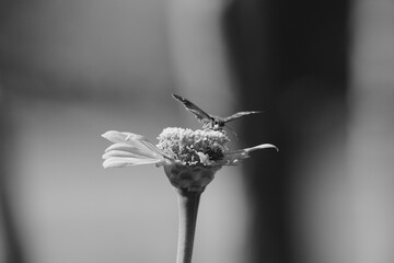 Wall Mural - Butterfly on zinnia flower closeup in garden with blurred background in black and white.