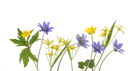 Wall Mural - First spring forest flowers Yellow star-of-Bethlehem, Hepatica, Yellow anemone isolated on white background. Small, yellow and blue, wild flowers Gagea lutea, Anemone ranunculoides on white.