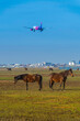 Lotnisko Okęcie w Warszawie. Lądujący samolot na tle pasających się koni w pobliżu lotniska.