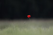 red poppy field on a dark background