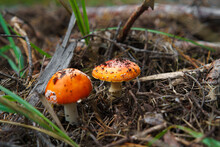 Two Red Mushrooms Growing In Autumn During Picking Season.