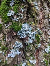 Moss And Lichen, Most Likely Common Pincushion (Dicranoweisia Cirrata) And Hooded Tube Lichen (Hypogymnia Physodes) Respectively,  Growing On Textured Tree Trunk.