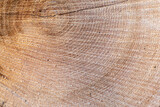 Fototapeta  - tło drewniane naturalne ze ściętego pnia drzewa