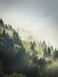 Fototapeta Las - Dark old pine green and fresh new spring green in a foggy forest view