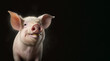 portrait of a happy smiling pig, photo studio set up with key light, isolated with black background and copy space - generative ai