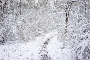 Wall Mural - Sugarland Run Stream Valley Trail footpath in snow covered landscape frozen snow ice in Herndon, Northern Virginia Fairfax county and nobody