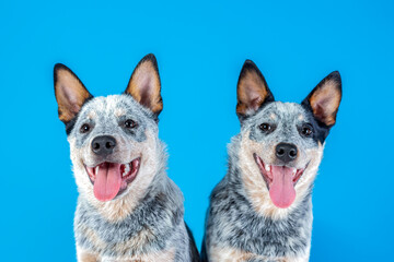 Wall Mural - Two happy smiling puppies of australian cattle dog or blue heeler isolated on blue background