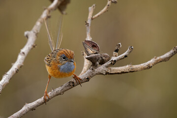 Wall Mural - southern emu-wren - stipiturus malachurus brown bird with long tail and blue throat in maluridae, en