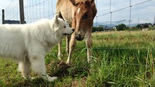 Cute Samoyed Dog Eating Grass With The Young Wild Horse Next To The Fence As A Neighbour And Making Friends On A Sunny Day In The Countryside.