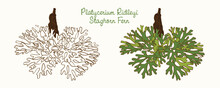 Platycerium Ridleyi Staghorn Fern Tropical Plant, Vector Illustration