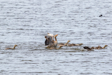 Sticker - Greylag Goose with goslings in the lake