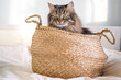 Tabby siberian domestic cat sitting in brown basket on the white blanket on bed
